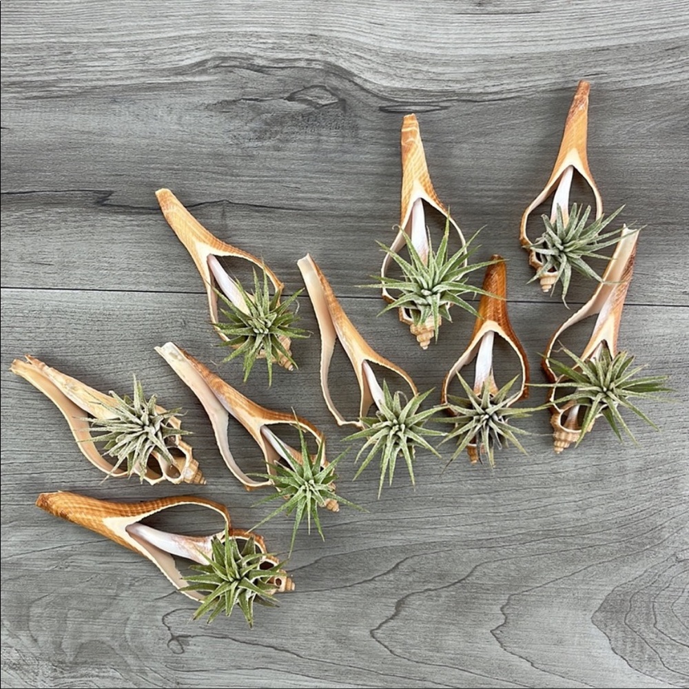 🌿Awesome Live Air-plant In a Shell🌿